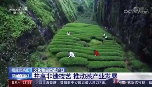 武夷山 文化和自然遗产日里的千年茶韵与数字传承